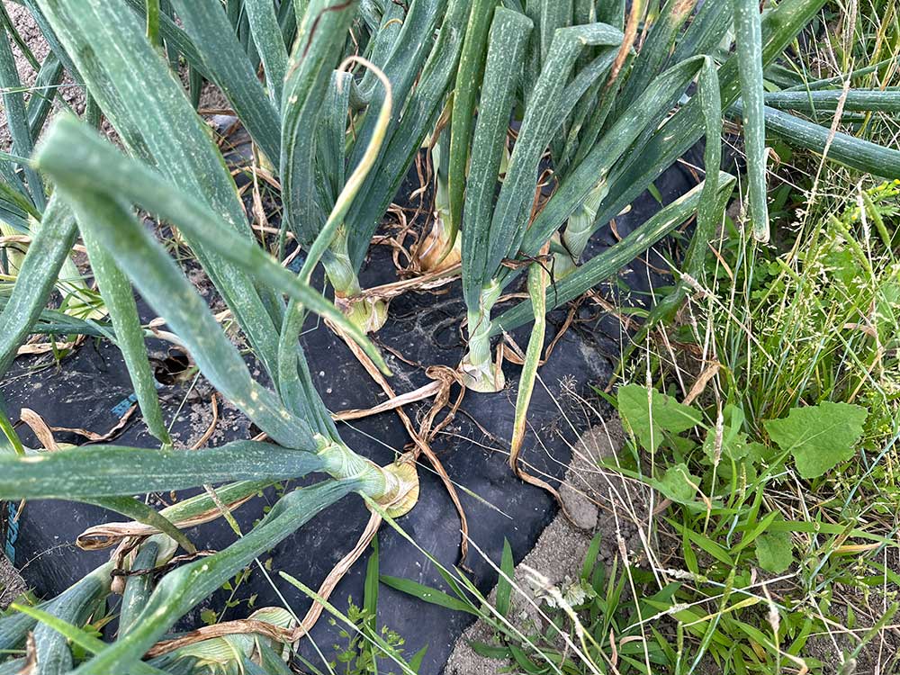 じゃやがいも9月