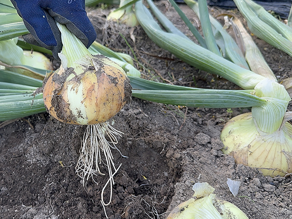 じゃがいも12月