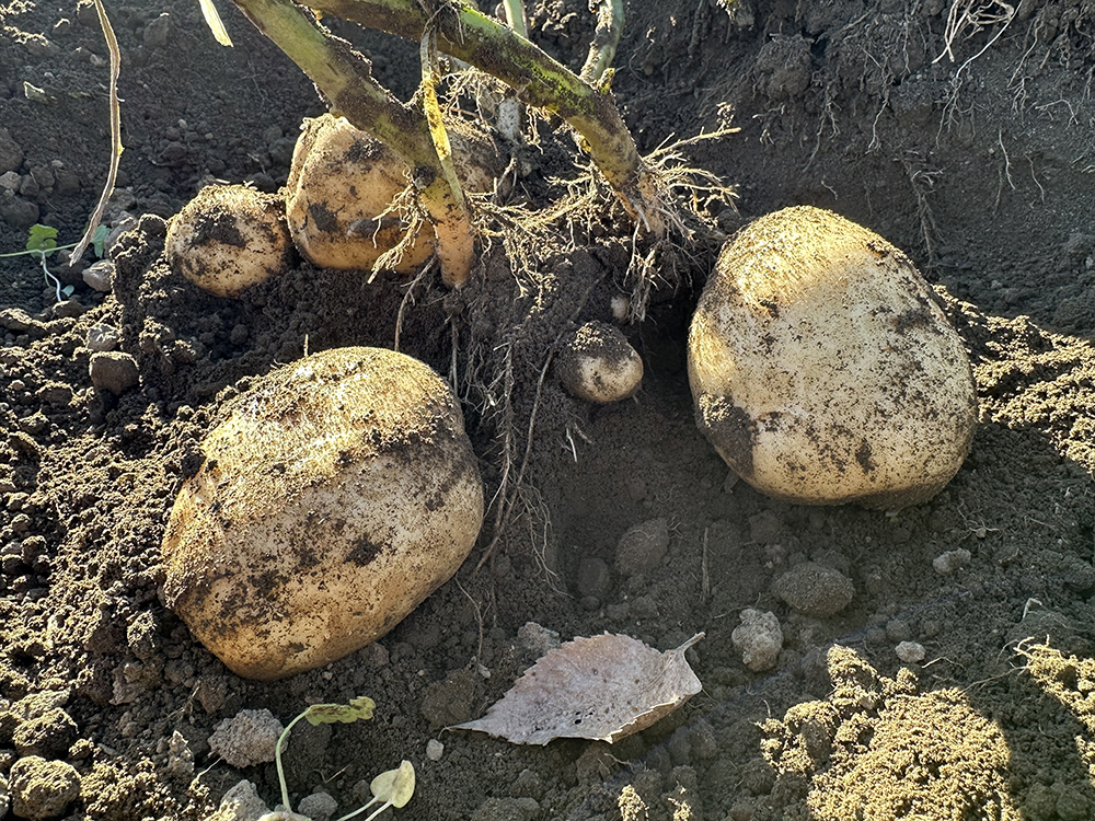 じゃがいも（デジマ）