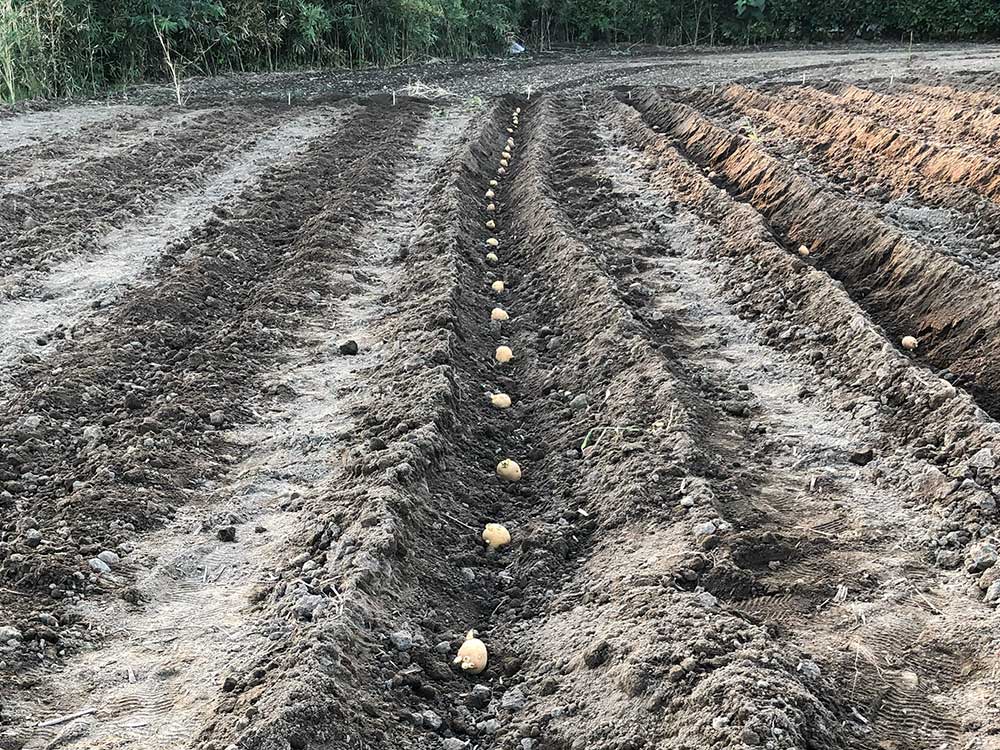 じゃやがいも9月