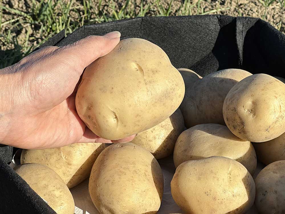 じゃがいも1月