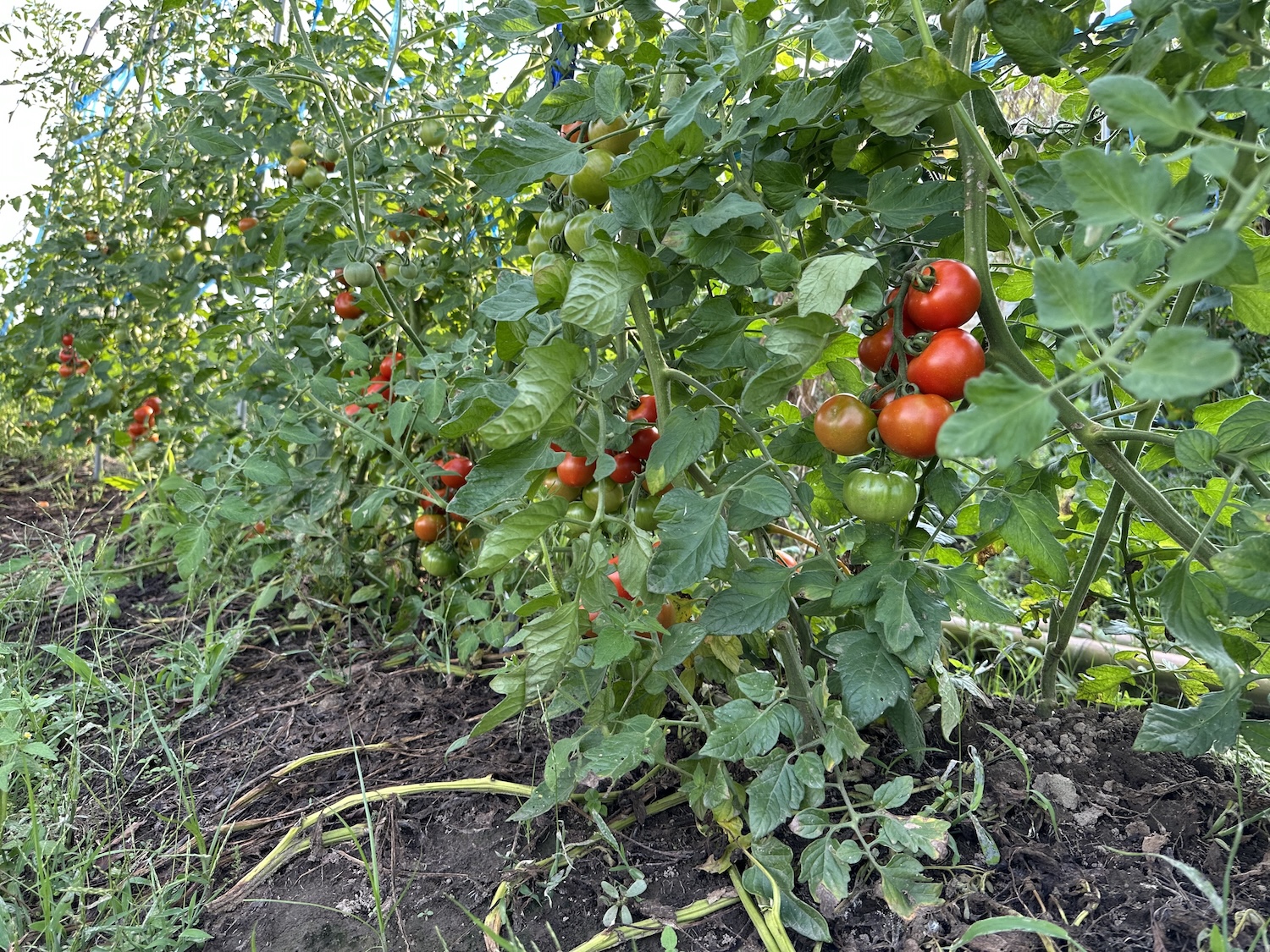 トマト7月